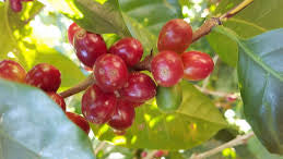 Colombia EA Natural Process Decaf